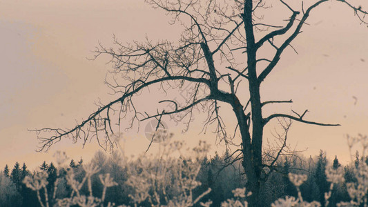 冬季森林的玛吉前景中的老树图片
