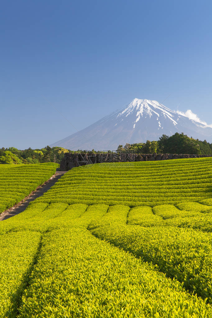 静冈县春天的茶园和富士山图片