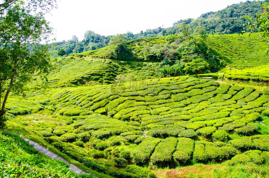 马来西亚卡梅伦高地的茶叶种植图片