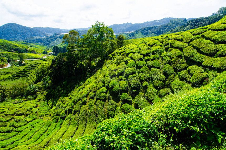 马来西亚卡梅伦高地的茶叶种植图片