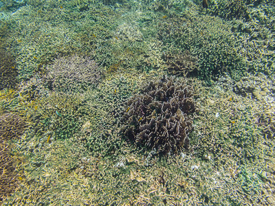 海底的细珊瑚图片