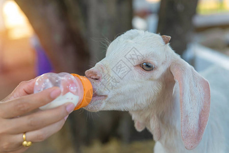 长毛羊从农场的奶瓶中喂食图片