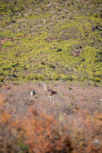 南非洲Kruger野生物自然保护区和野图片