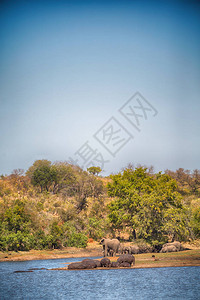 在非洲南部Kruger野生动物自然保护区和野生河图片
