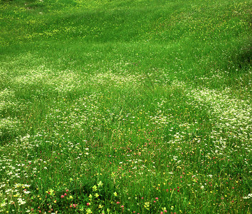 有鲜花和香草的绿色草地图片