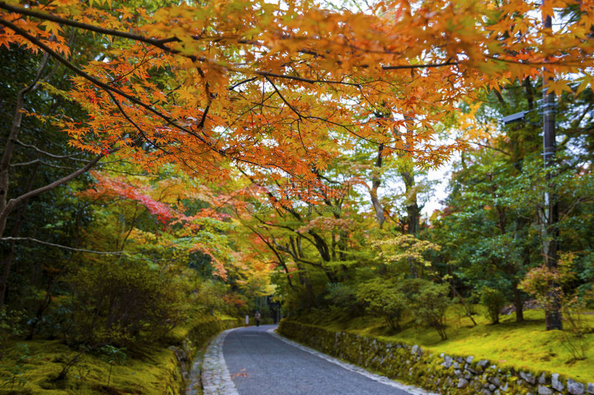秋天在京都的日本花园里有丰图片
