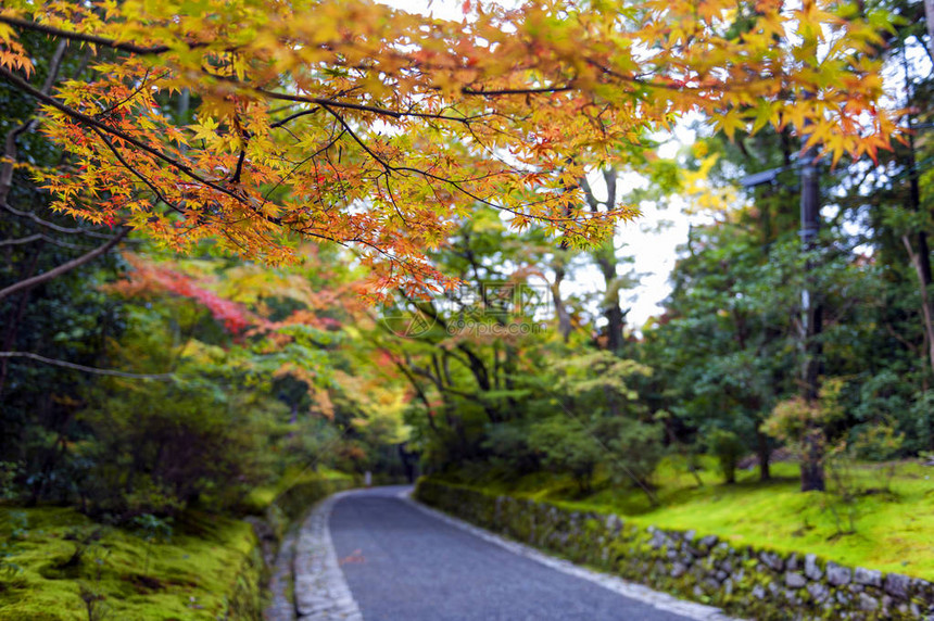秋天在京都的日本花园里有丰图片