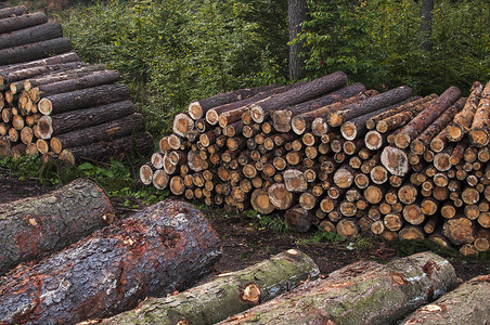 使用一辆拖拉车收集木材该车是用于砍伐森图片