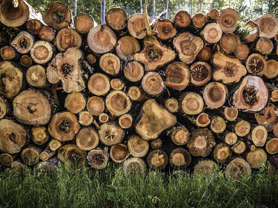 使用一辆拖拉车收集木材该车是用于砍伐森图片