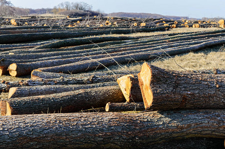 砍伐的树木躺在地上大原木从树枝上剥落的树干清图片
