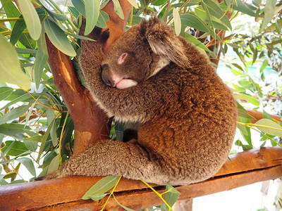 Koala睡在图片