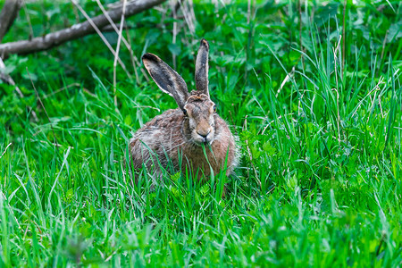 欧洲野兔在春日吃草图片