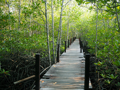 红树林中的木桥学习自然图片
