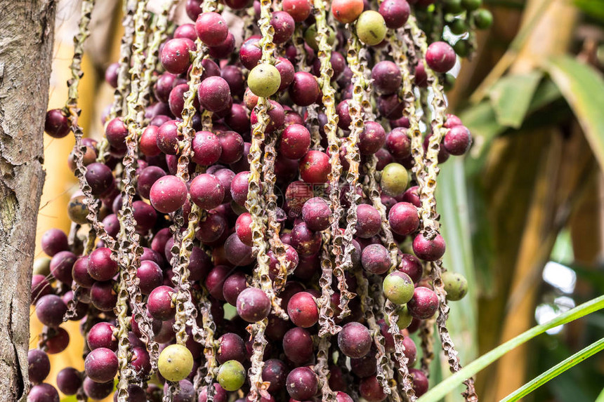 关闭巴厘岛咖啡农场和种植园的咖啡水果图片