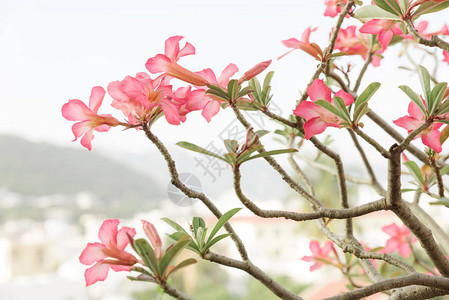 在模糊的青山背景上的粉红色玉兰花图片
