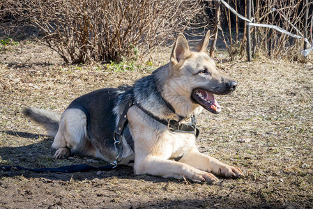 牧羊犬躺在地上图片