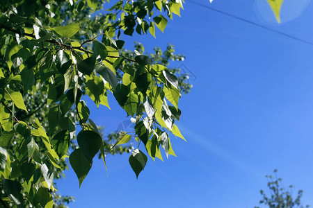 清新的绿叶在清澈的蓝天上图片