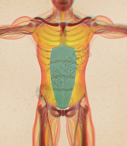 人体腹直肌解剖模型3D插图图片