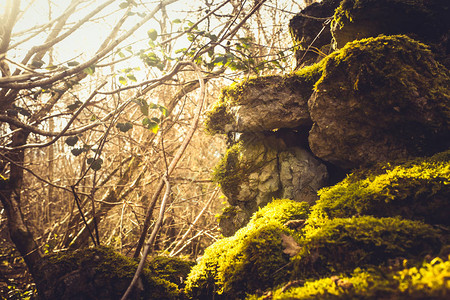 常春藤和苔藓覆盖英国湖区的干石墙图片