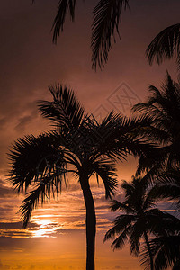 古巴CayoCoco海岸的棕榈树后面高清图片