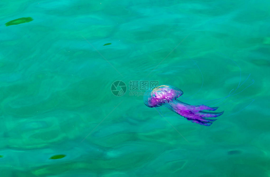 水母海中的粉红色水母图片