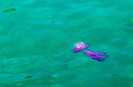 水母海中的粉红色水母图片