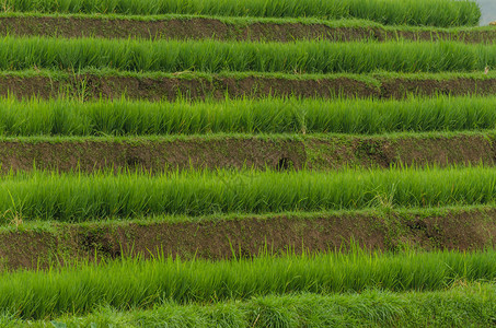 有许多梯田的绿色稻田图片