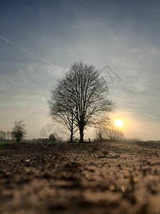 在田野里一棵孤独的光秃的树后面图片