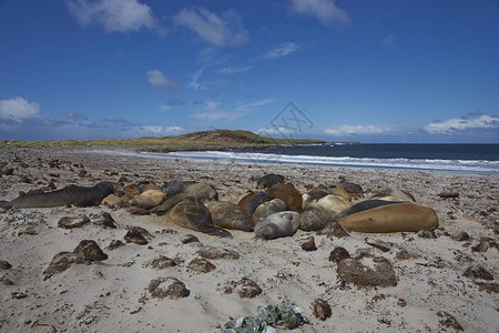 南大象海豹群MiroungaLeonina睡在福克兰群岛西图片