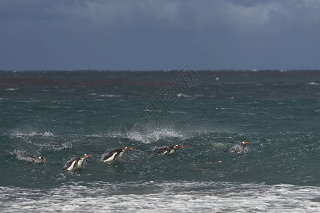 Gentoo企鹅集团Pygoscelispapua在福克兰群岛海豹岛图片
