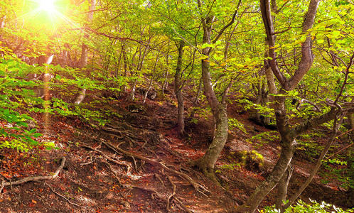 春天森林的美丽日落山中的阳光图片