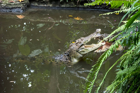 热带巴厘岛动物园的鳄鱼图片