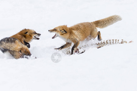 一只红狐在雪地森林栖图片