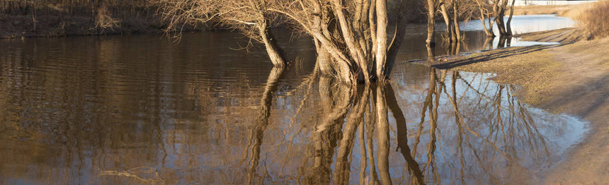 高水位时树木站在水中图片