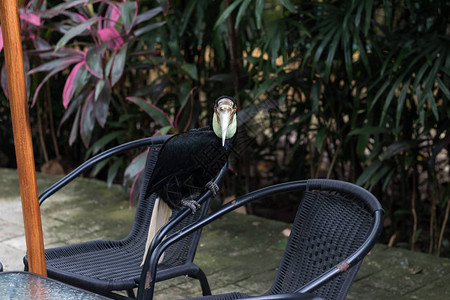 巴厘岛动物园公五颜六色的龙骨嘴巨鸟热带鸟的特写图片