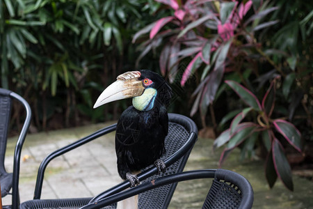 巴厘岛动物园公五颜六色的龙骨嘴巨鸟热带鸟的特写图片
