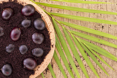 亚马逊巴西莓Euterpeole图片