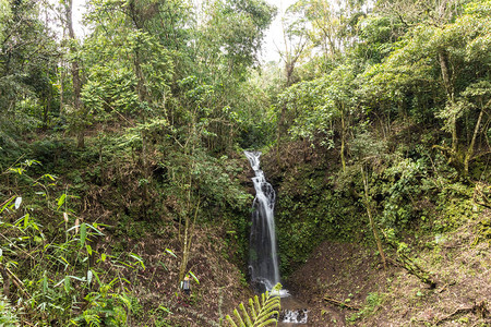 美丽的瀑布在热带巴厘岛丛林中的绿色森林中巴厘岛北图片