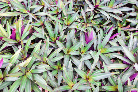 Tradescantiasapathacea纹理背图片