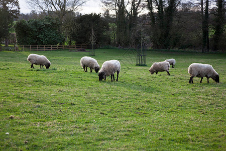 绵羊在美丽的绿色春天草地上放牧图片