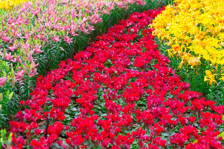 花路花径方式背景图片