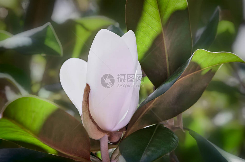 白色的马格努利亚花朵在树上紧盛开花周围图片