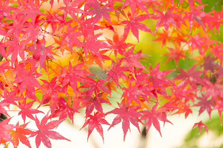 秋季的芒树图片