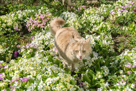 草和花丛中的猫图片