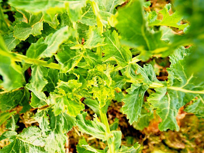 幼油菜Brassicanapus图片