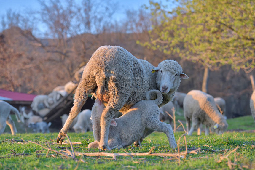 新生小羊羔在春天吃春食在夕阳的图片