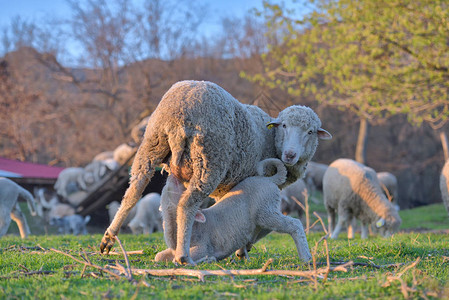 新生小羊羔在春天吃春食在夕阳的背景图片