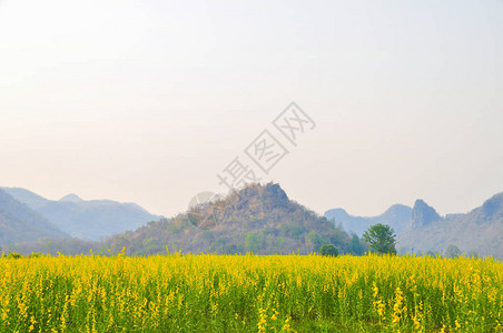 黄花田山地蓝天背景图片