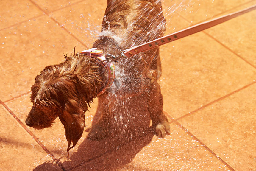正在洗澡的棕色猎犬向小型西班牙猎犬喷水图片