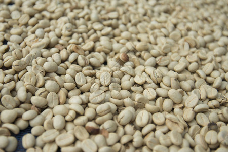 Salong镇咖啡种植园收获和赚取咖啡图片